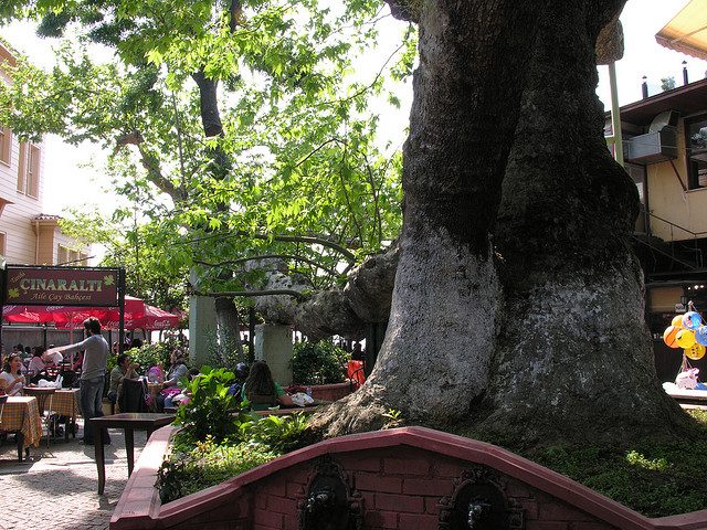 The tree terrace of Çengelköy Çınaraltı in Istanbul, Turkey.