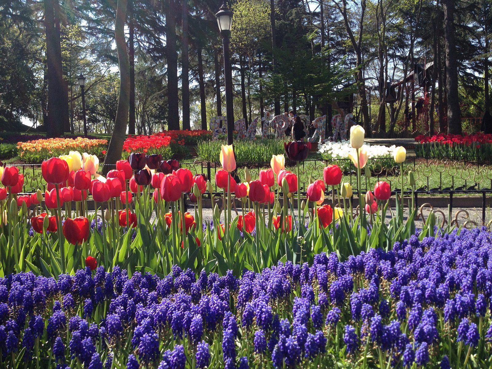 Tulips at Emirgan Park in Istanbul.