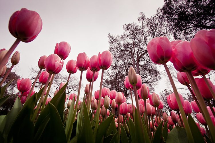 Picture of red tulips in Istanbul's Emirgan Park.